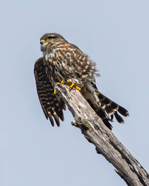 istock Merlin small raptor bird falcon 1304217735