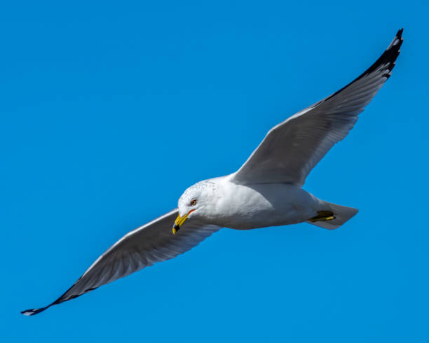 istock Seagulls in flight and on ice 1304217791