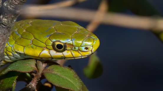 small green snake in the woods