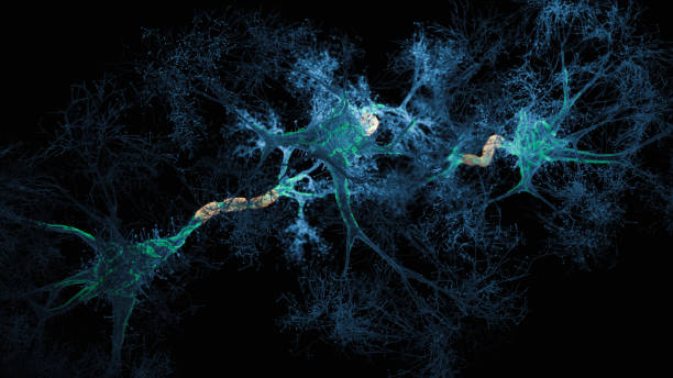 hologramme de système de neurone - brain cells photos et images de collection