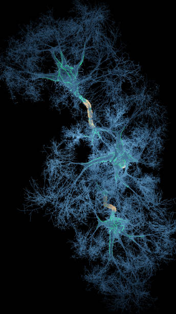 holograma del sistema de neuronas - dendrita fotografías e imágenes de stock