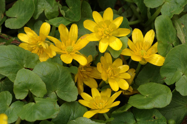 Lesser Celandine Yellow flowers of Lesser Celandine Ficaria verna ficaria verna stock pictures, royalty-free photos & images