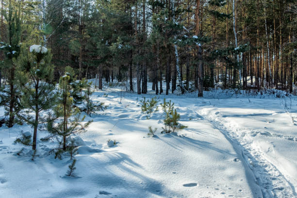 istock The path passes through the winter forest past small Christmas trees. 1304222921