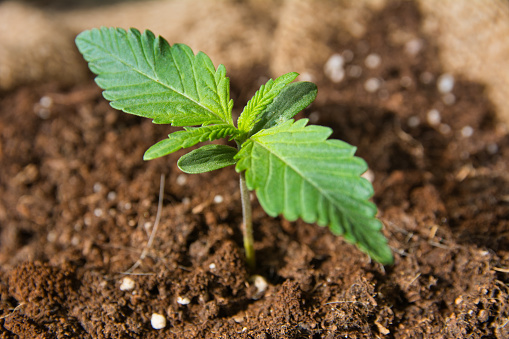 Side view of cannabis seedling plant in soil. 45 degree angle view.