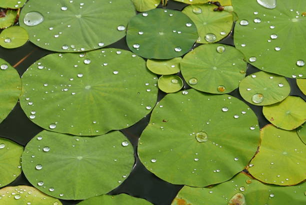 istock Lotus in a pond 1304224789