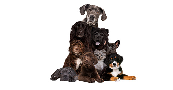 bunch of different dog breeds isolated on a white background