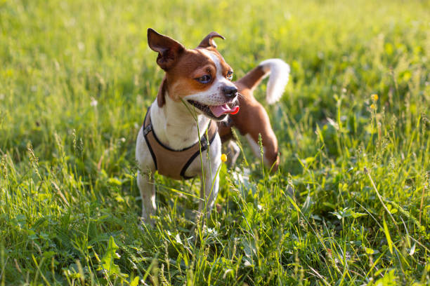istock Small chihuahua dog standing at sunset summer day 1304225824
