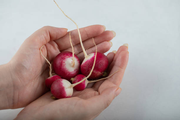 Pile of fresh radishes in woman hands over white background