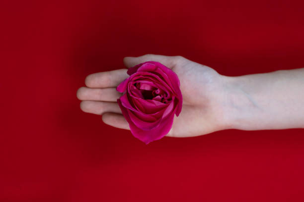 istock Woman hands holding pink rose on red background. Selective focus. 1304228495