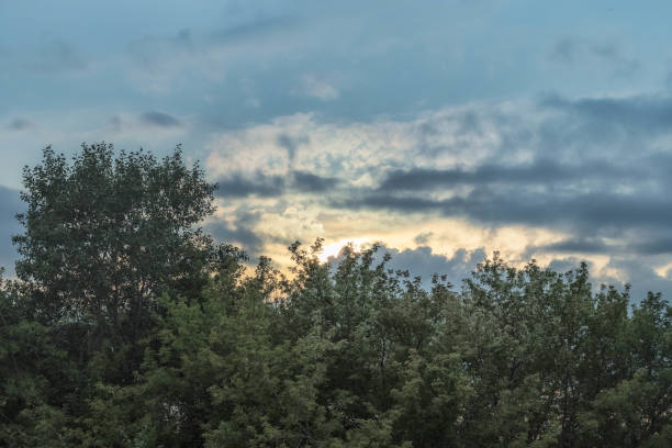 istock Landscape, trees against the evening cloudy sky. 1304228770