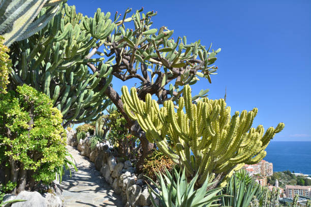 istock Exotic garden in Monaco. 1304230223