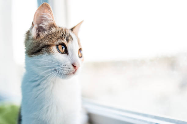 istock pensive cat looking out the window 1304230246