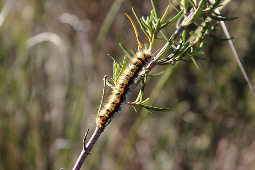 Caterpillar climbing to a branch of rosemary between Blanca and Ulea (Murcia)