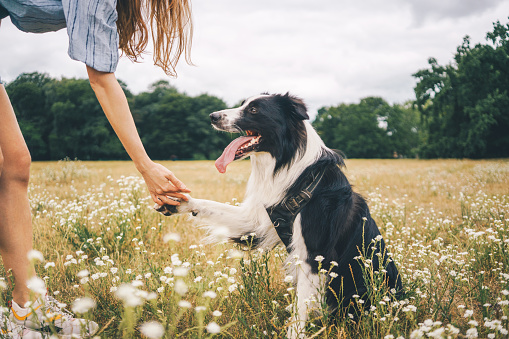 Young woman playing with a Border Collie dog in the park