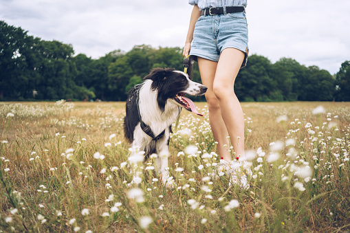 Border Collie dog on a leash outdoors