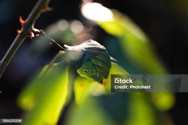 Macro View Of A Plant With Bright Green Leaves Dark Blurred Background Stock Photo - Download Image Now