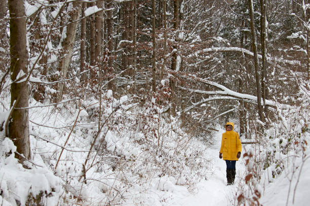 Full frame daylight image of a mature woman walking in a forest in winter scenery