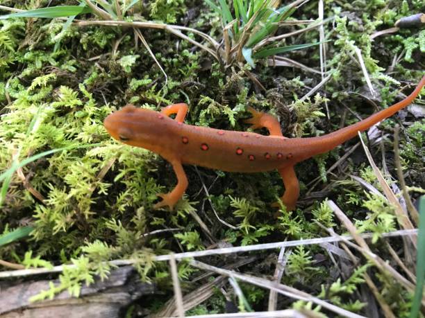 istock Eastern Spotted Newt in Hancock, NY 1304234081