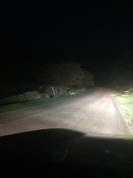 istock Deer on the side of an old dirt road 1304234115
