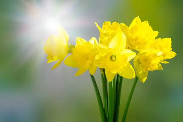 yellow daffodils in sunshine, spring idyll with beautiful easter flowers on blurred abstract background