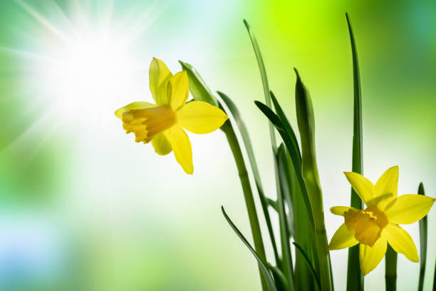 istock sunshine on beautiful daffodils in springtime, floral spring background with easter flowers on abstract backdrop 1304234667