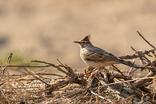The common crested lark sits on dry branches. Galerida cristata.