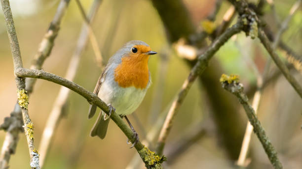 istock The bird robin Erithacus rubecula sits in the branches of a tree 1304235857