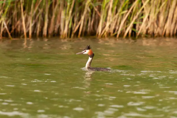 A Great Crested Grebe, waterbird Podiceps cristatus.