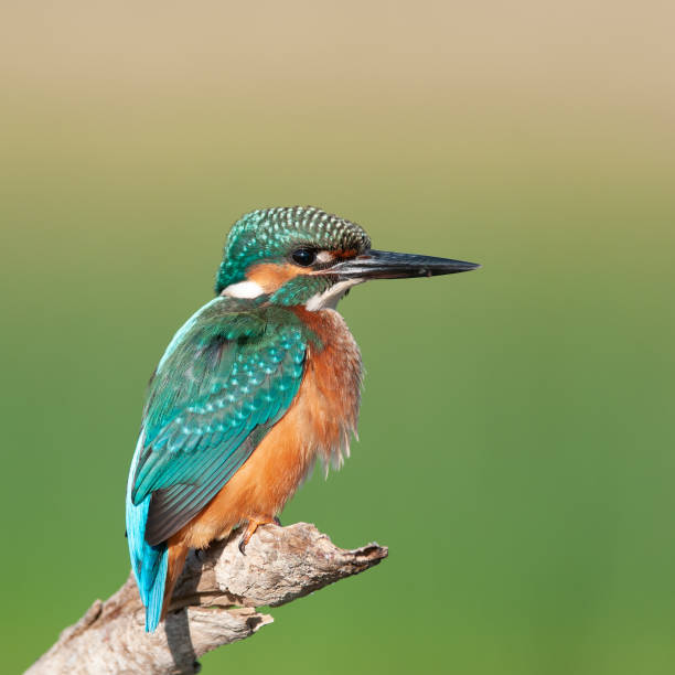 istock Bird common kingfisher Alcedo atthis. Close up 1304235864