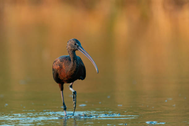 pássaro glossy ibis plegadis falcinellus em bela luz - glossy ibis - fotografias e filmes do acervo