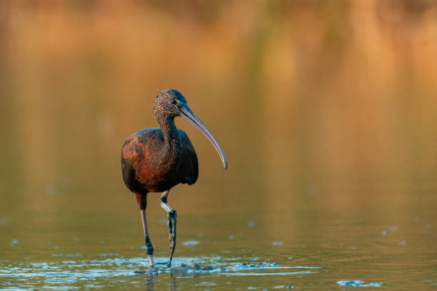 птица глянцевый ибис plegadis falcinellus в красивом свете - glossy ibis стоковые фото и изображения