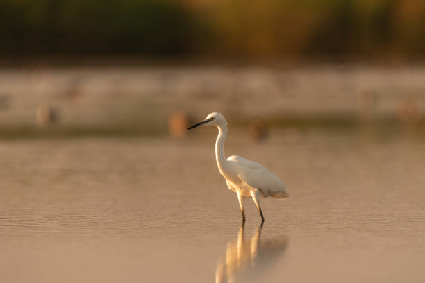 istock White heron in the habitat. Ardea alba 1304235968