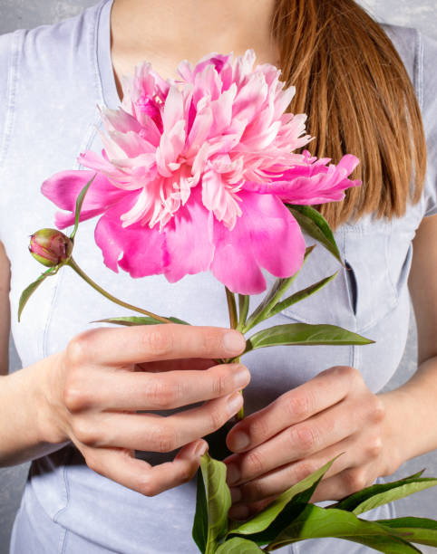 Young woman in grey T-shirt holding wonderful gentle pale pink peony close up. Image in trendy style without face. Young woman in grey T-shirt holding wonderful gentle pale pink peony close up. Image in trendy style without face. Festive greeting card for Mother's day or Women holiday. Vertical orientation. peone stock pictures, royalty-free photos & images