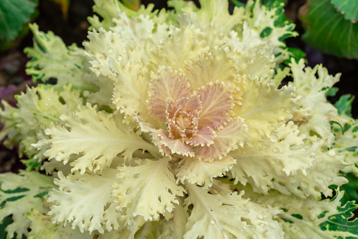 Ornamental white cabbage growing in a city park.