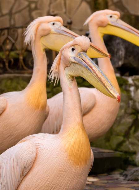 Great pink pelicans at the zoo Pelecanus onocrotalus.
