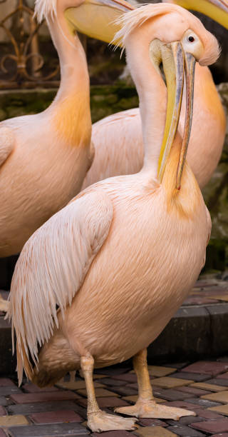 istock Great pink pelicans at the zoo Pelecanus onocrotalus. 1304238117