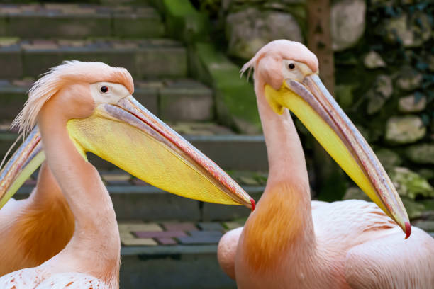 istock Great pink pelicans at the zoo Pelecanus onocrotalus. 1304238174