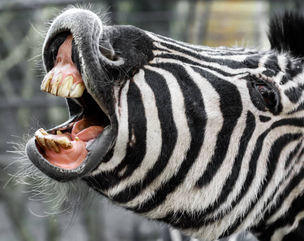 istock Zebra with open mouth and dirty teeth asks for food 1304238240