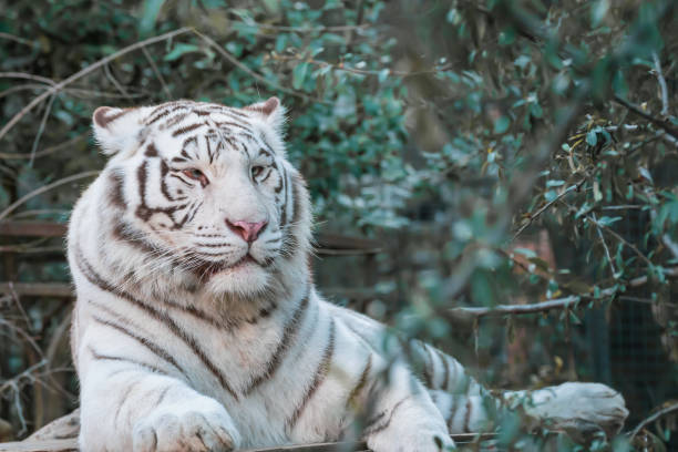 istock White tiger resting. White tiger or bleached tiger is a pigmentation variant of the Bengal tiger 1304238409