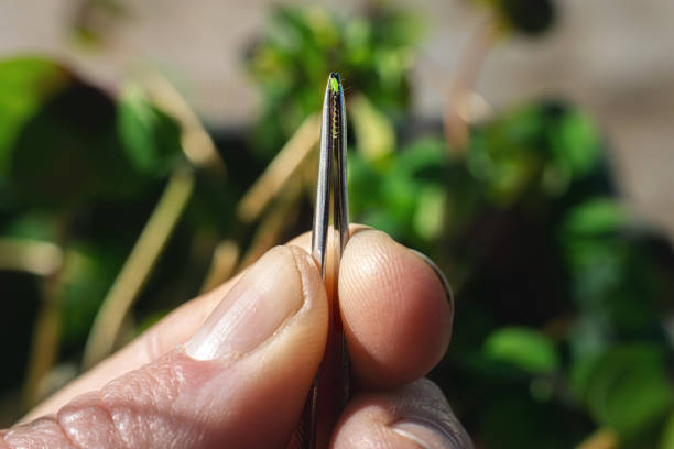 Green peach aphid held in tweezers in front of infected plant. A small insect held in tweezers, first person point of view. Blurred background. iron cross stock pictures, royalty-free photos & images