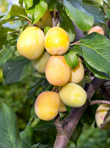 Plum tree with ripe plum fruit. Branches with juicy fruits on sunset light. Close up of the plums ripe on branch. Organic plums tree in an orchard. Plum branch tree.