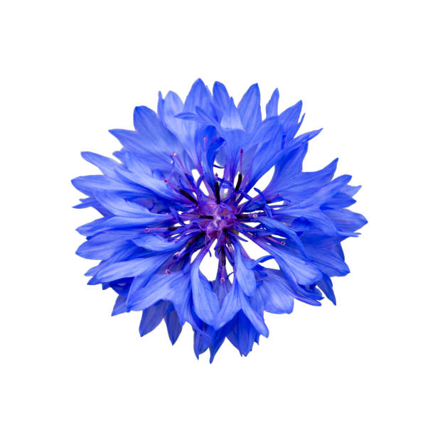 zbliżenie niebieskiego kwiatu chaberu izolowanego - chaber zdjęcia i obrazy z banku zdjęć