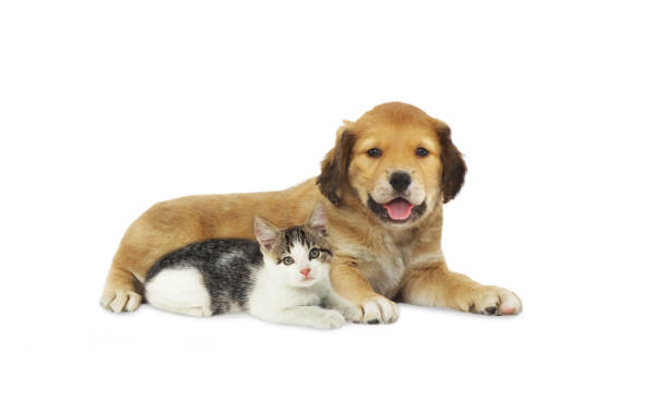 istock Puppy and kitten lying 1304239789