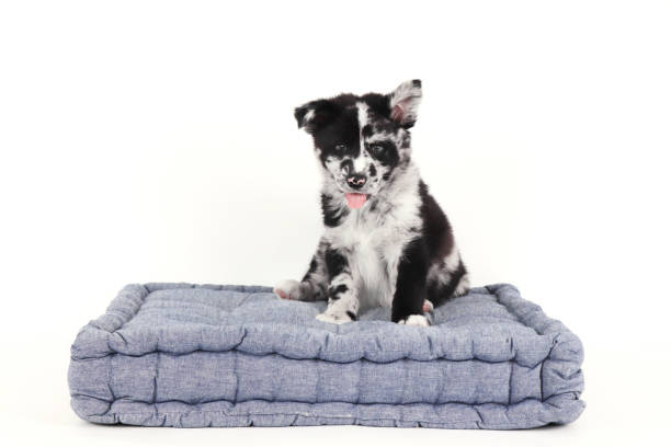 istock Puppy laying on blue bed 1304239790