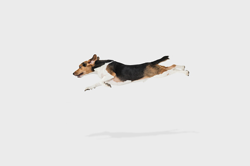 Flying. Little cute Estonian Hound dog or pet posing isolated over white studio background. Concept of motion, movement, pets love, animal life. Looks happy, delighted, funny. Copyspace for ad, design