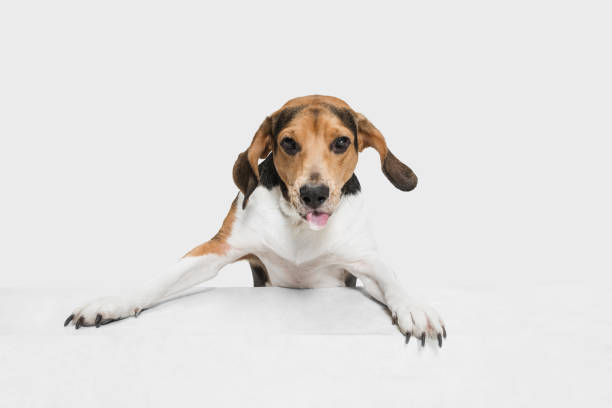 istock Close-up Estonian Hound dog isolated over white background. 1304240069
