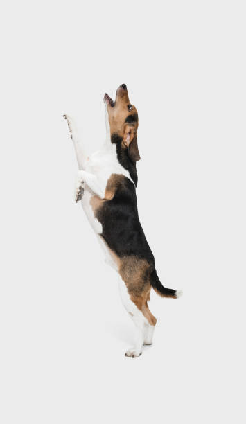 istock Small funny dog posing isolated over white background. Copyspace for ad. 1304240070