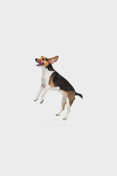istock Small funny dog jumping isolated over white background. Copyspace for ad. 1304240088