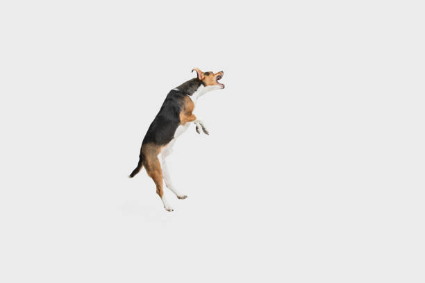 Jumping. Cute Estonian Hound dog or pet posing isolated over white studio background. Concept of motion, movement, pets love, animal life. Looks happy, delighted, funny. Copyspace for ad, design.