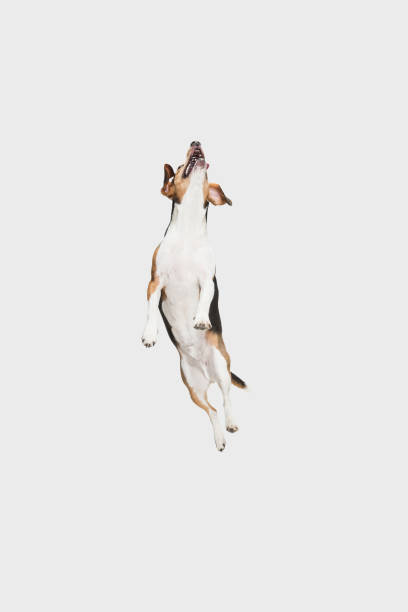 istock Happy Estonian Hound dog posing isolated over white background. 1304240098